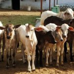 1 Discover inspiring stories & updates on cow welfare & community service.