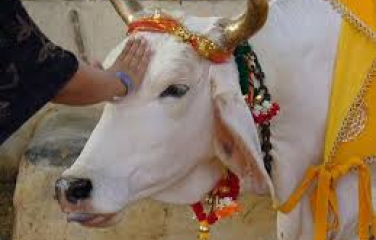 12 Discover inspiring stories & updates on cow welfare & community service.
